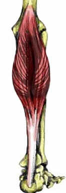 Panturrilha