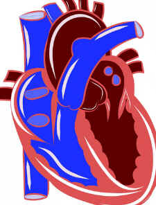 Aorta