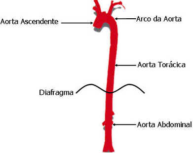 Aorta descendente