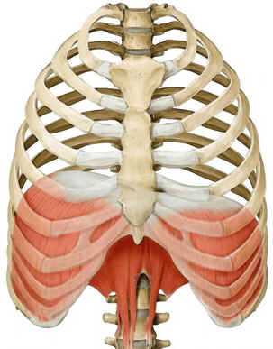 Diafragma