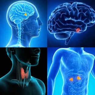 Endocrinologia